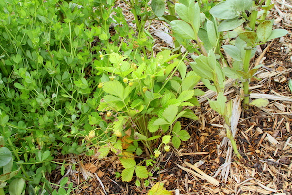 permaculture-food-forest